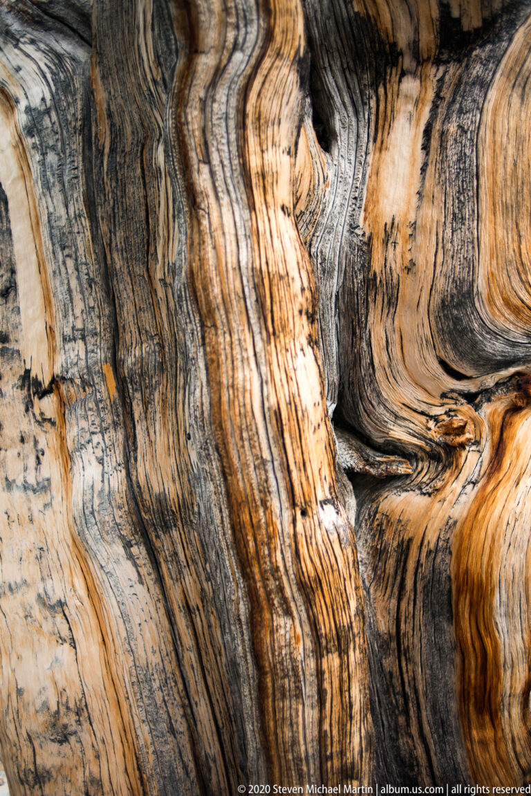 Close view of a weathered pine trunk with twisting dark grain lines and pale ridges.