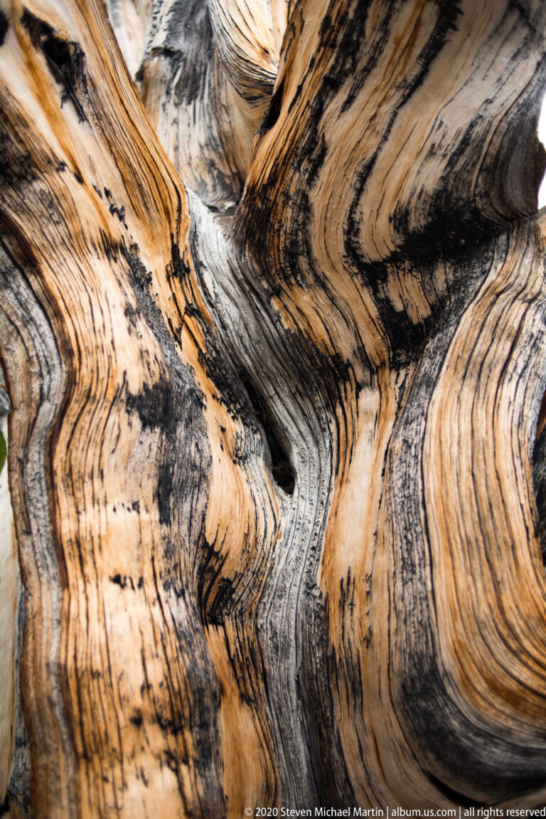 Sinuous bands of dark and golden wood curve around a deep crevice in a gnarled trunk.