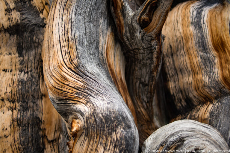 A pale loop of wood curls through dark fissures and fine grain lines on a weathered trunk.
