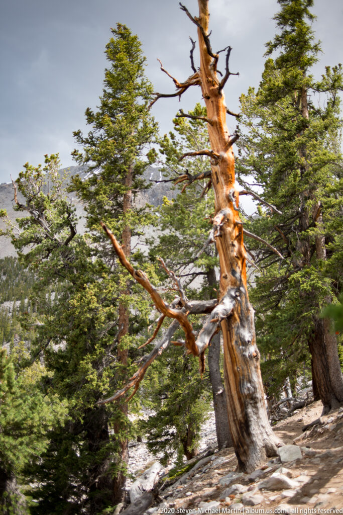 A twisted orange-and-pale bristlecone trunk stands among green pines on a rocky slope.