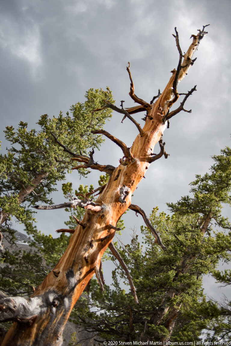 A weathered orange trunk rises into bare branching limbs against a cloudy sky and green pines.