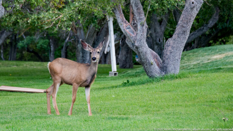 A mule deer stands alert on a green lawn beneath trees, facing the camera.