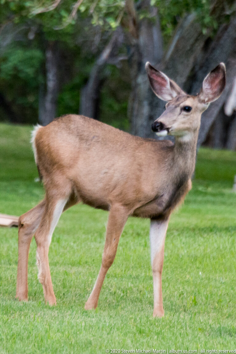 A mule deer walks across grass with one foreleg raised and its head turned toward the camera.