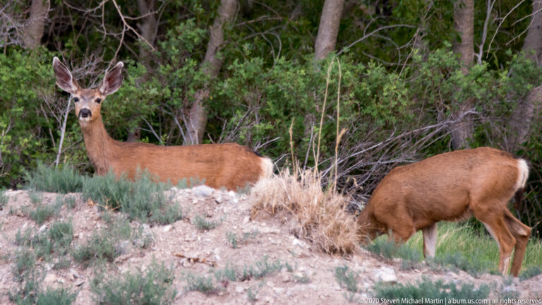 One mule deer watches the camera while another browses among brush and pale soil.