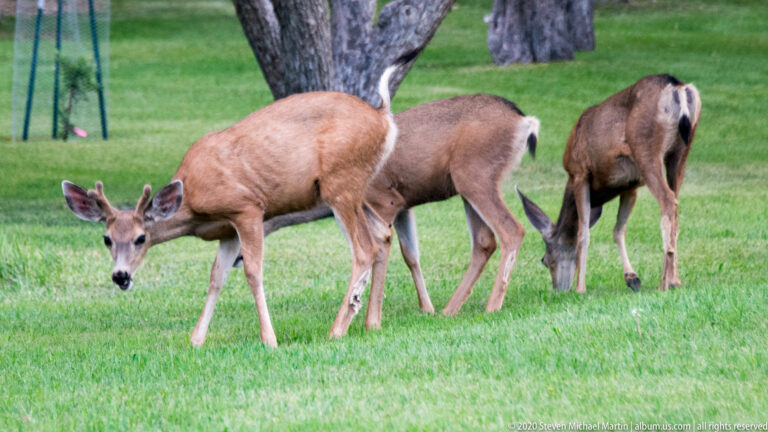 Three mule deer graze on a green lawn beneath trees, with the nearest lowering its head.