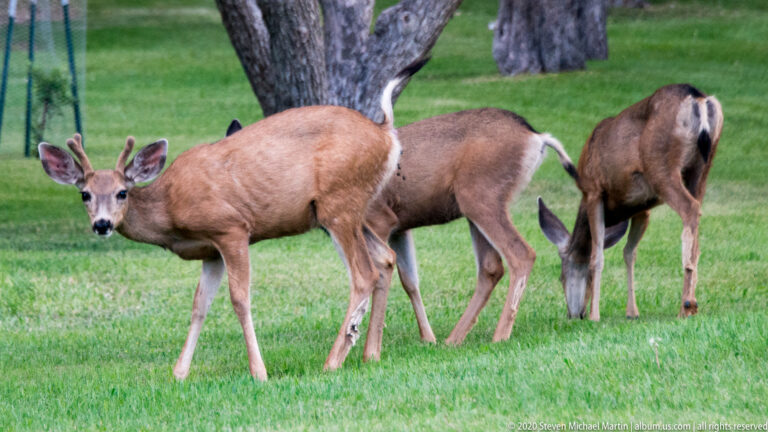 Several mule deer graze on a lawn, one close to the camera and others turned away.