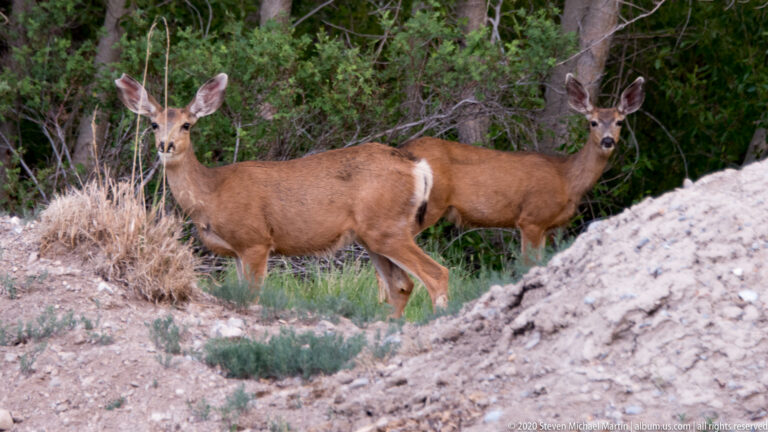 Two mule deer stand alert beside pale scree and shrubs, with trees behind them.