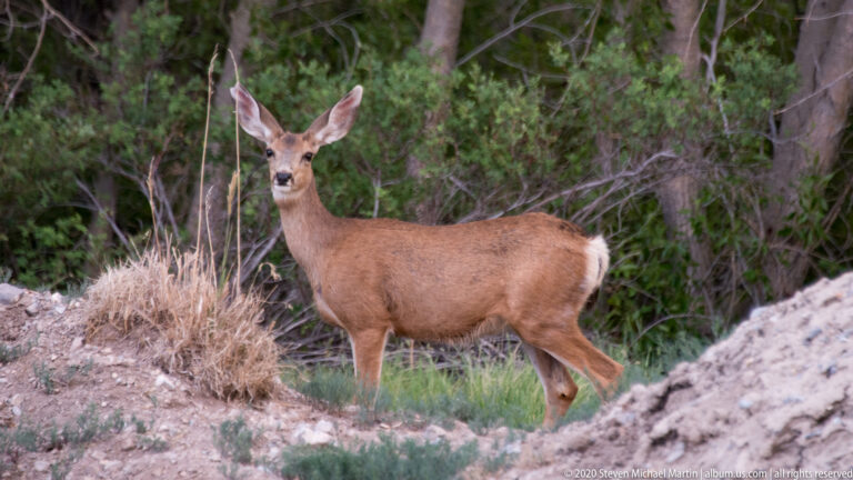 A mule deer walks across a rocky clearing with its head turned toward the camera.