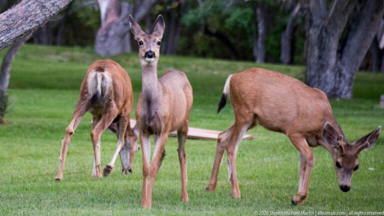 Three mule deer stand on grass beneath trees; one faces forward while another feeds.