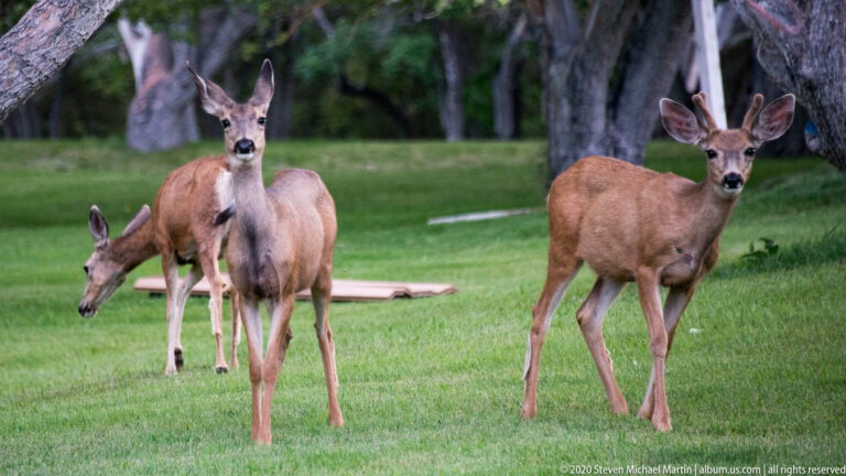Mule deer gather beneath trees, with one feeding and two others watching the camera.