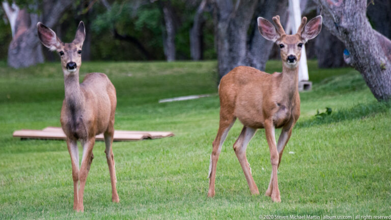 Two mule deer stand alert beneath trees, facing the camera on a green lawn.