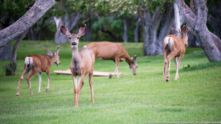 Several mule deer stand and graze on a grassy clearing beneath trees and a fallen branch.