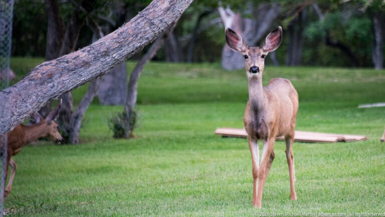 An alert mule deer doe faces the camera on grass beneath a diagonal fallen branch.