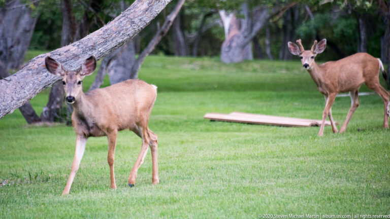 Two mule deer stand at different distances on a lawn beneath trees and a low branch.