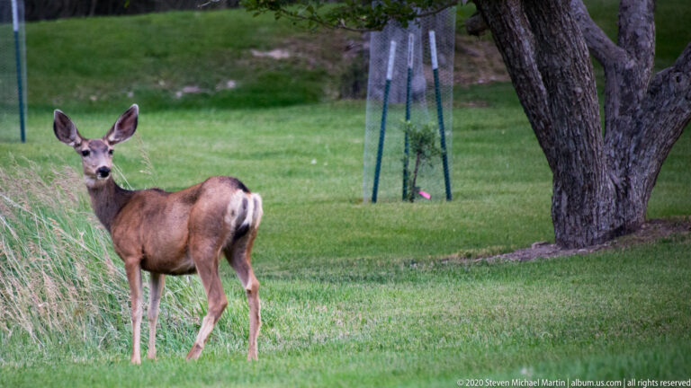 A mule deer walks across grass beside a staked young tree and a mature trunk.
