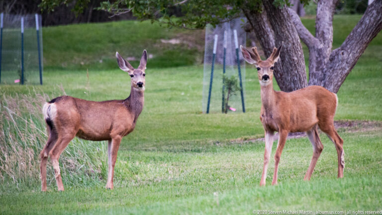 Two mule deer pause side by side on a lawn, ears raised near a large tree.
