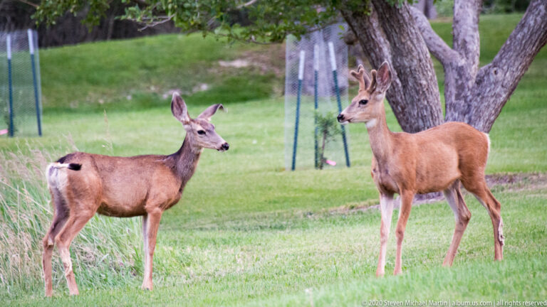 Two mule deer face one another on grass beside a thick tree trunk.