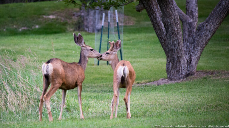 Two mule deer touch noses beneath a mature tree, with their bodies angled away.