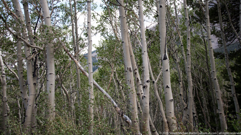 White-barked aspen trunks with dark knots stand among green leaves and conifer branches.