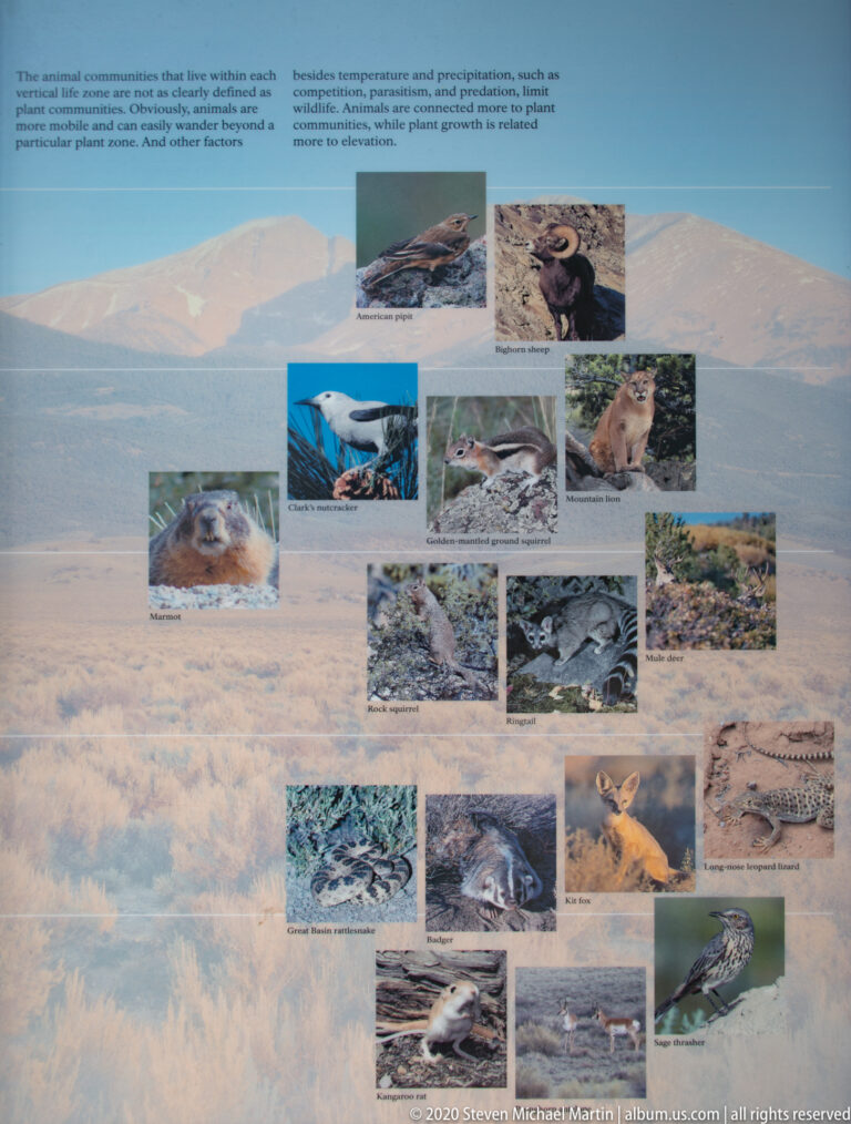 An exhibit places photographs of wildlife in rows over a pale Great Basin landscape backdrop.