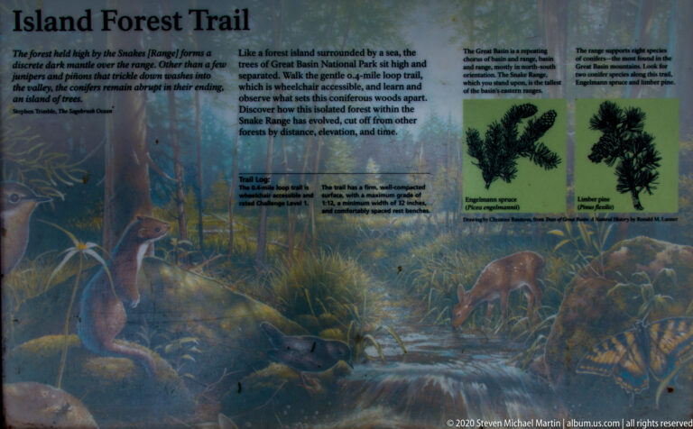 An interpretive panel shows a forest stream, wildlife, and labeled conifer illustrations.