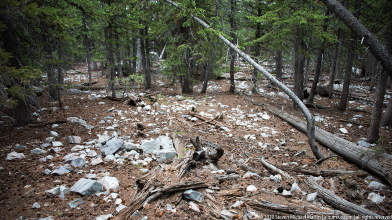 Pale rocks, pine needles, a broken stump, and fallen trunks cover a shaded conifer forest floor.