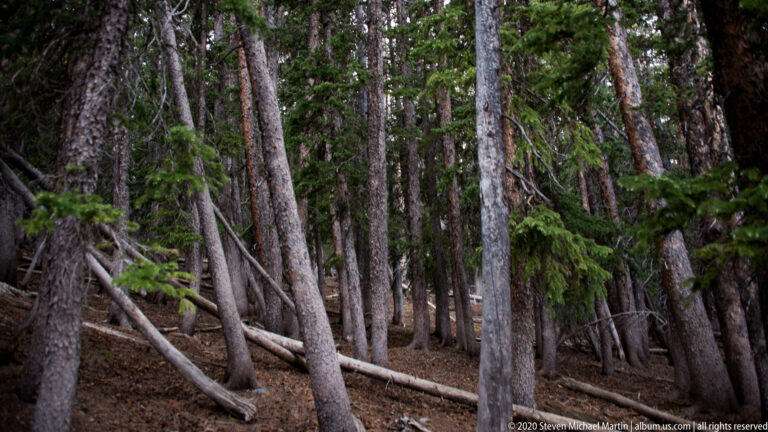 Upright conifers surround several pale fallen trunks lying across a shaded forest floor.