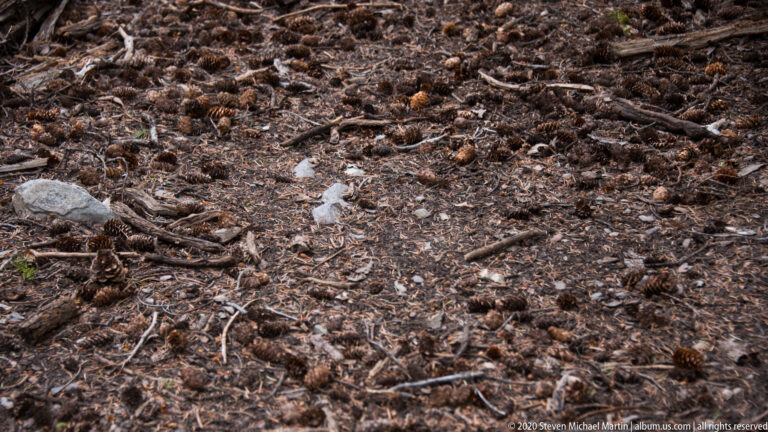 Many brown pine cones lie among dry needles, twigs, and scattered stones.