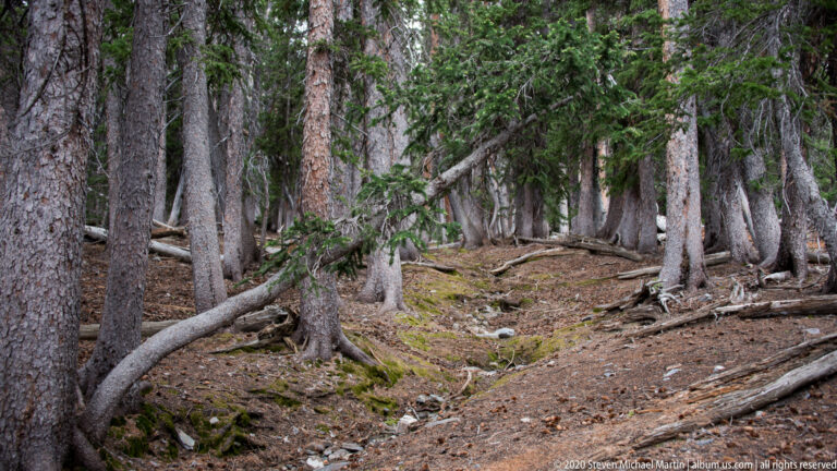 Fallen branches cross a needle-covered clearing among mature conifers and patches of moss.