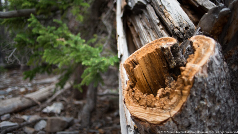 A jagged break exposes orange wood at the end of a conifer trunk, with forest softly blurred behind.