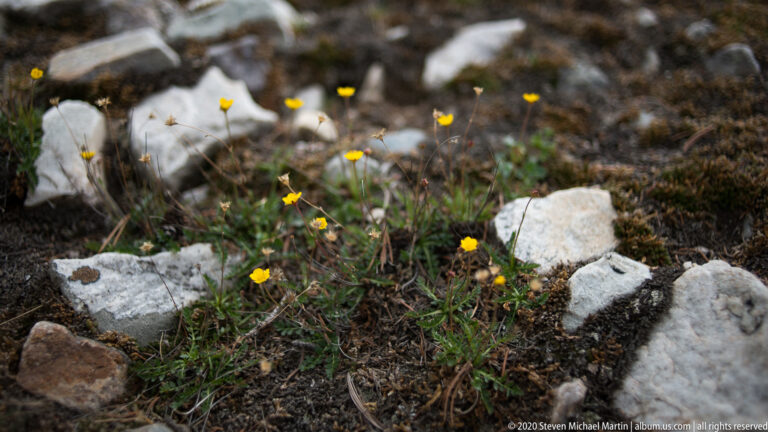Small yellow flowers rise on thin stems between low plants and pale alpine rocks.