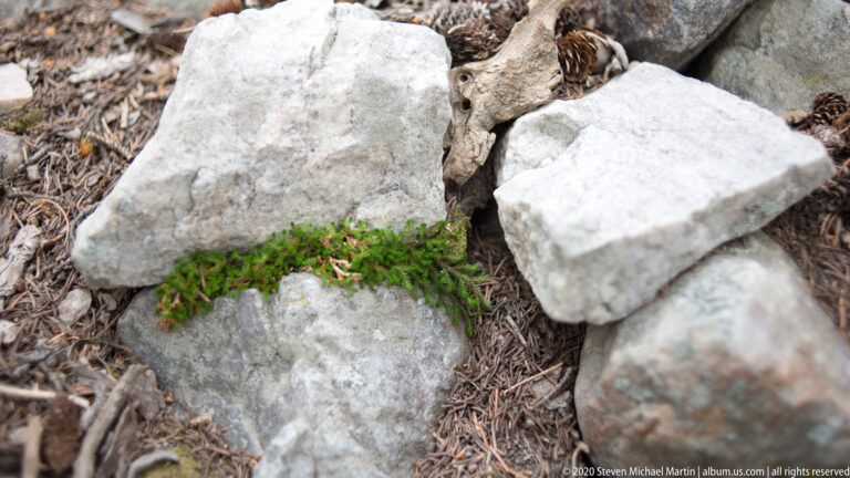 Bright green moss fills a crevice between pale boulders, with needles and twigs nearby.