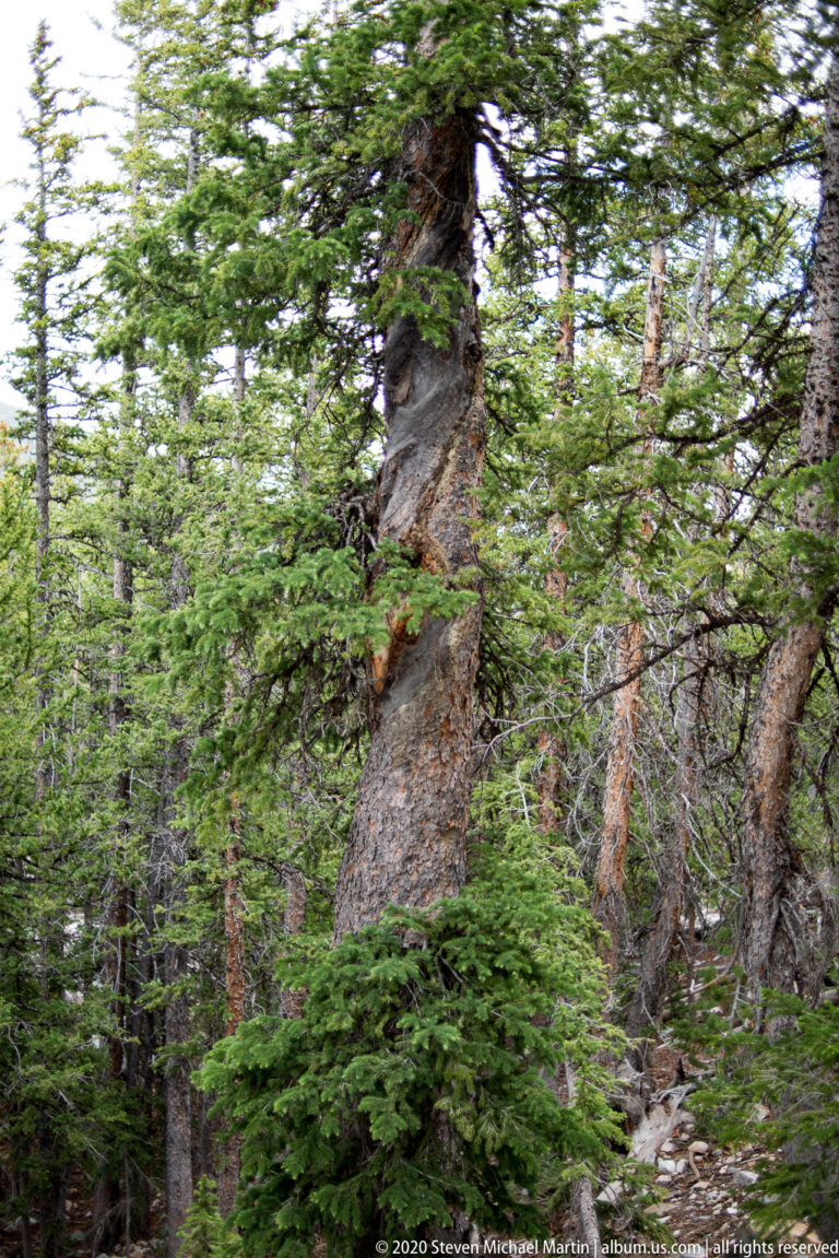 A thick conifer trunk rises amid overlapping evergreen branches in a dense forest.