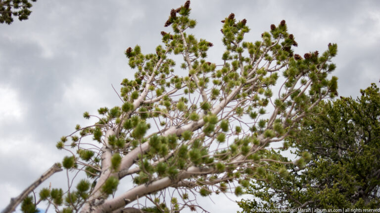 An upward view of pale conifer branches with green needle clusters silhouetted against a cloudy sky.