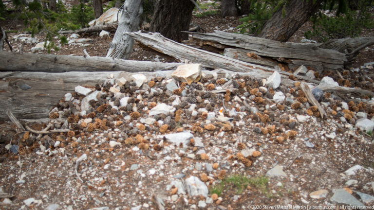 Brown cones and pale stones cover the ground beneath several weathered fallen logs.