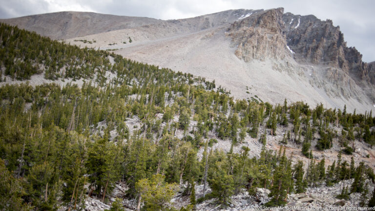 A pale scree slope and jagged ridge rise above a dark band of conifer forest.