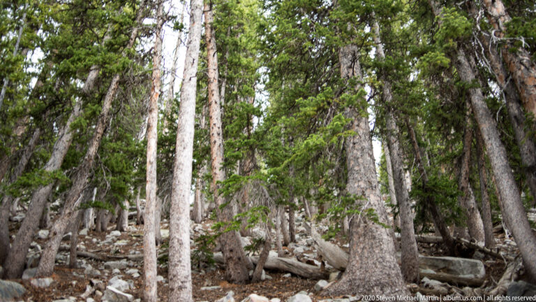 Mature conifers rise on a rocky slope scattered with fallen logs and branches.