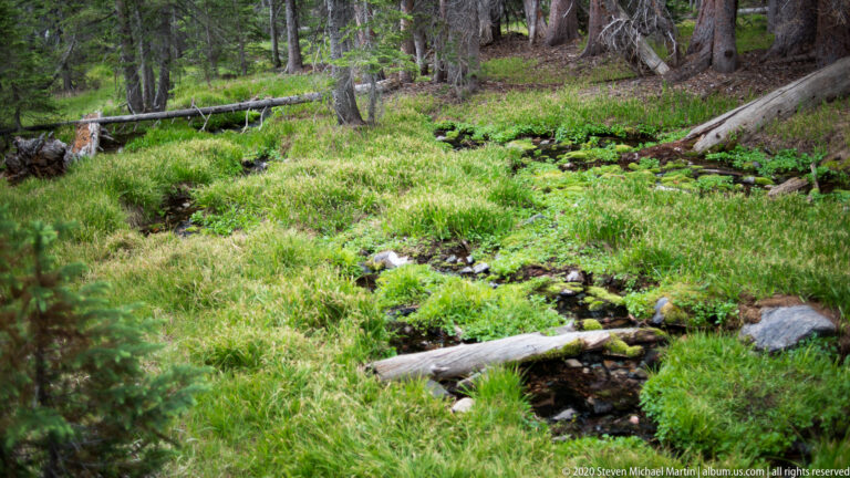 A small stream winds through lush green grasses beneath conifers and fallen logs.