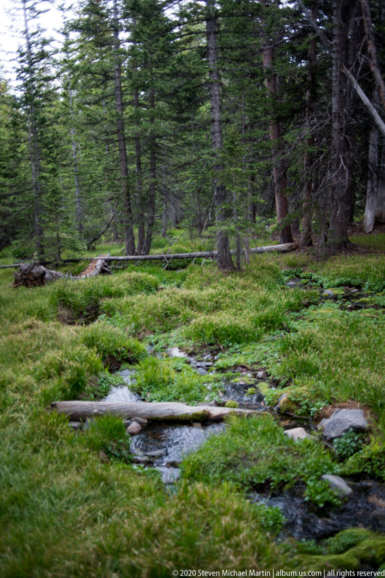 A shallow stream passes through a shaded forest floor with moss, grasses, and fallen timber.