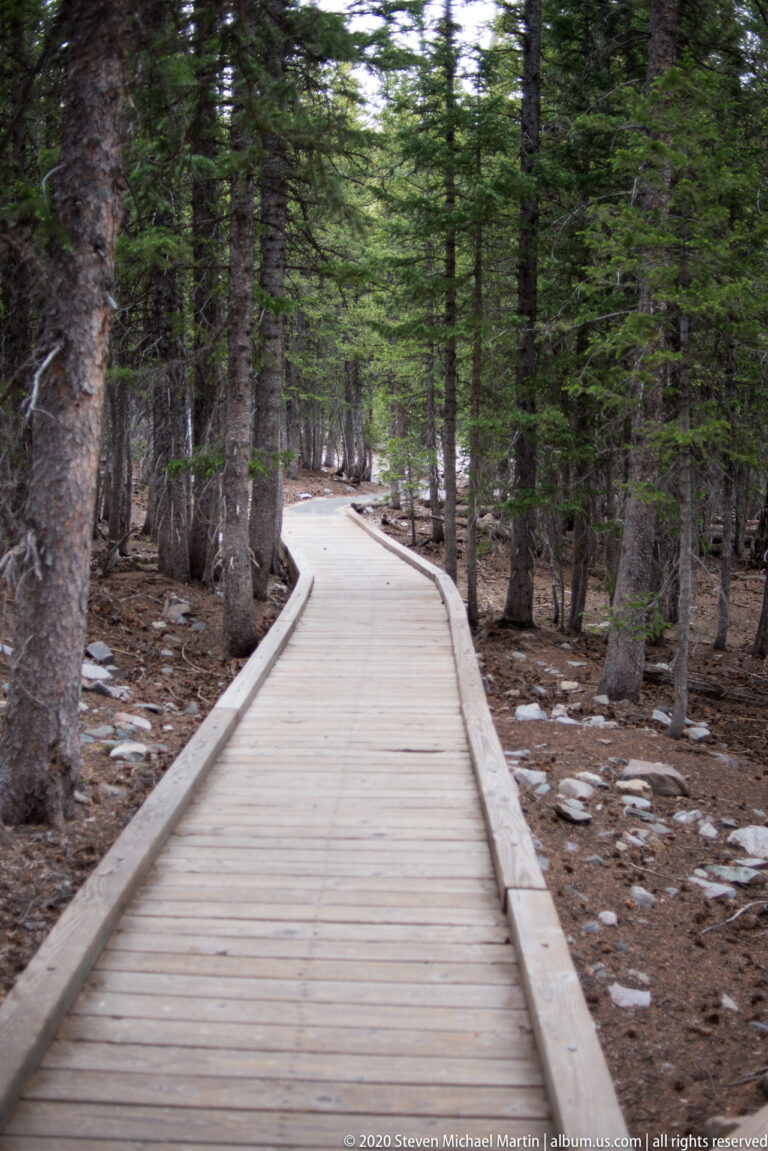 A pale boardwalk curves through a shaded conifer grove toward a brighter opening.