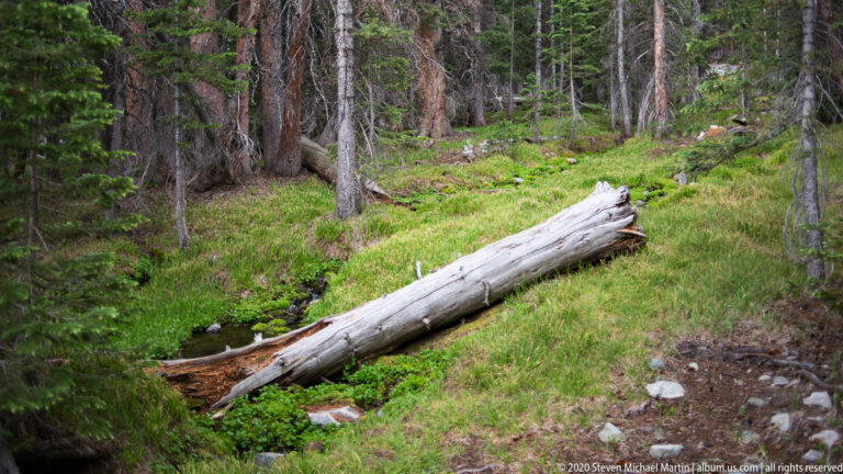 A fallen pale trunk crosses a green meadow beside a narrow stream beneath conifers.