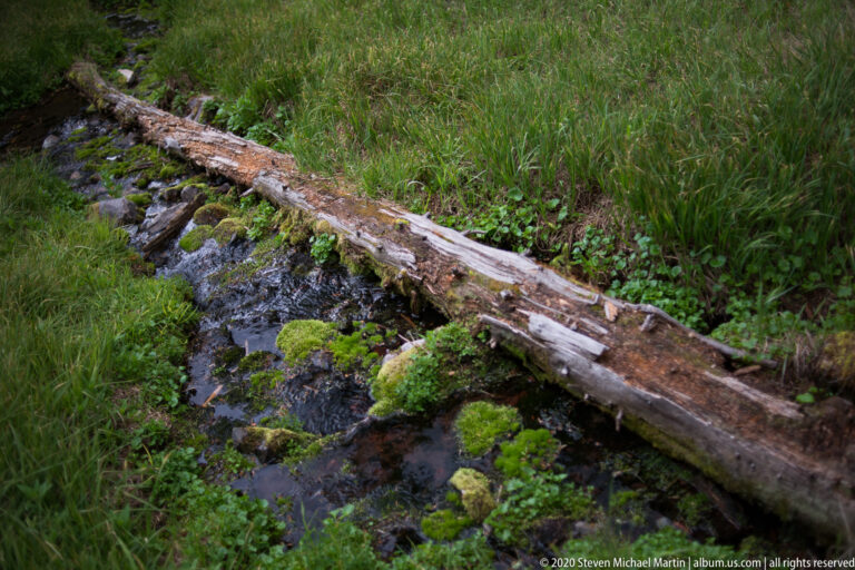 A pale fallen trunk crosses a shallow creek bordered by moss, grass, and stones.