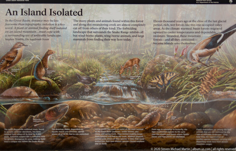 An Isolated panel illustrates fish, birds, and mammals in a mountain forest stream ecosystem.