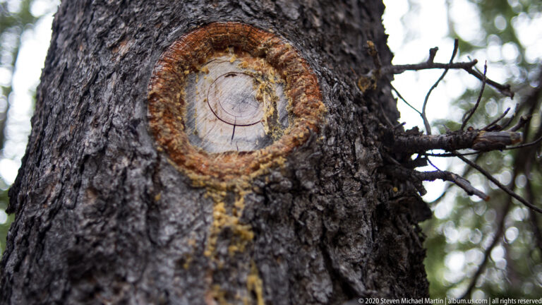 A circular exposed wood scar with visible rings interrupts the dark bark of a standing tree.