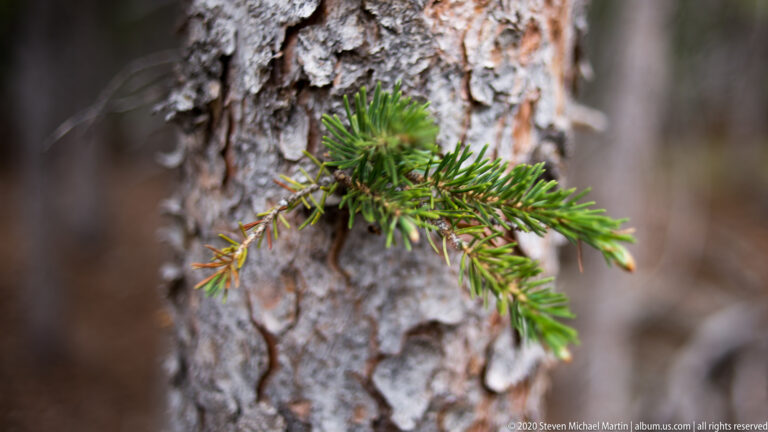 A small green conifer sprig with fine needles grows from a rough tree trunk.