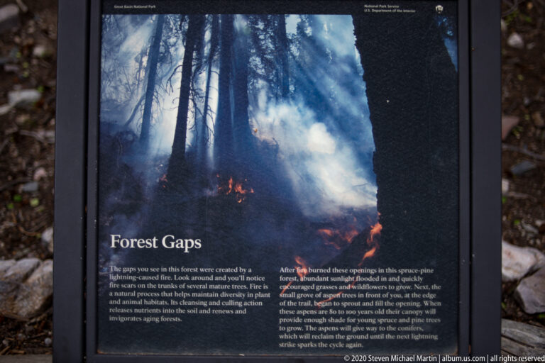 A Forest Gaps panel uses a smoky woodland image to explain openings created by fire and fallen trees.