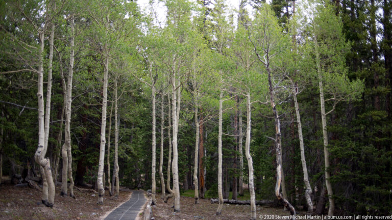 A paved path curves through pale-trunked aspens and darker conifers beneath a leafy green canopy.