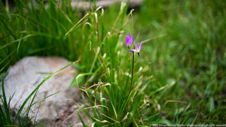 A small purple flower stands above green grass beside a pale rock.
