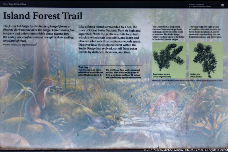 A Forest Trail panel combines woodland wildlife imagery, explanatory text, and conifer illustrations.