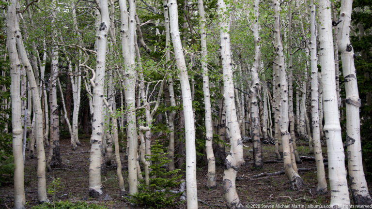 A dense stand of pale-barked aspens grows on a shaded forest slope.